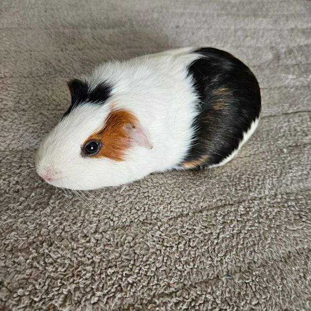 Photo of Kahlua