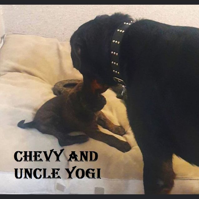 Photo of Chevy
