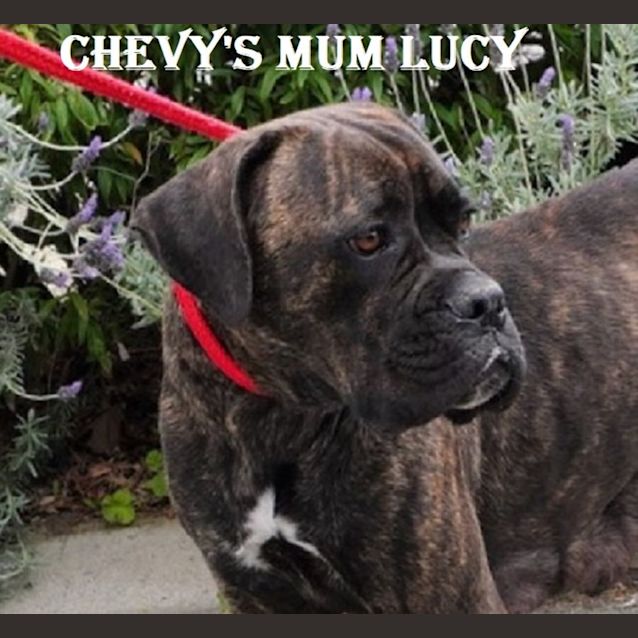 Photo of Chevy