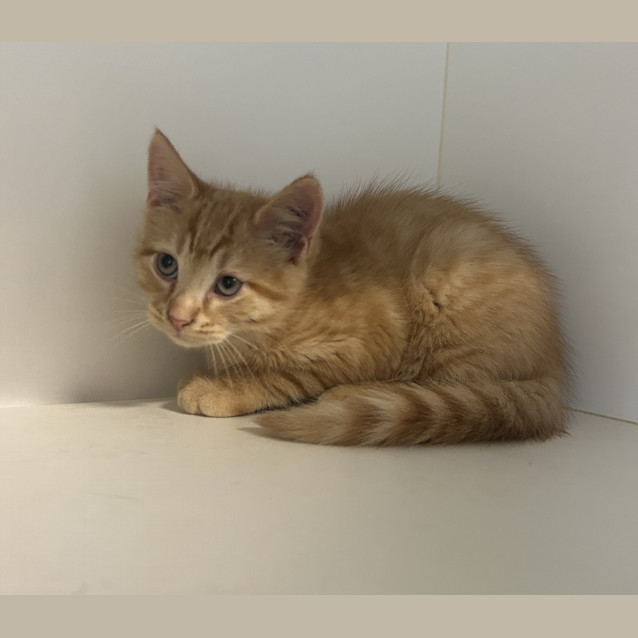 Photo of Gingernut