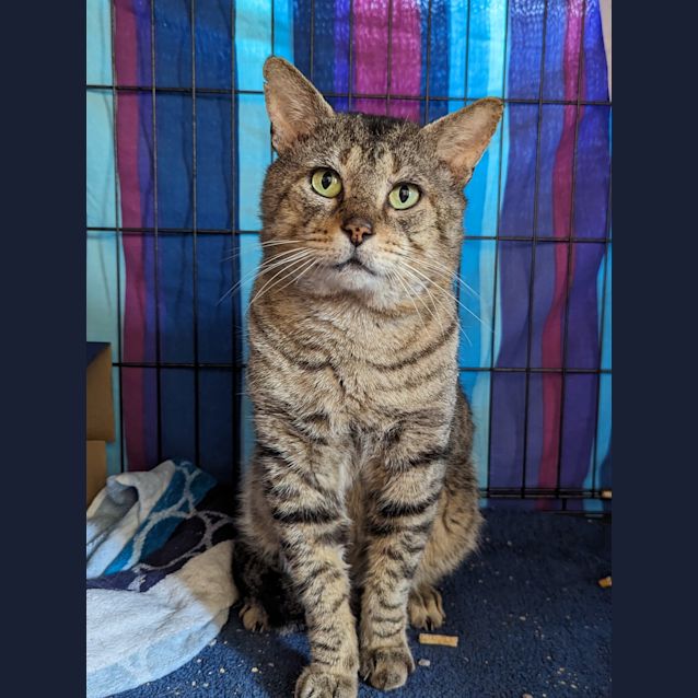 Photo of Peso