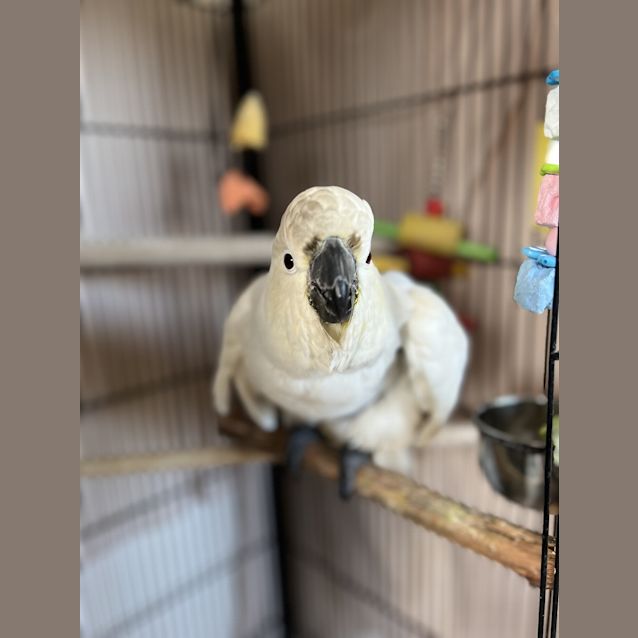 Photo of Cocko