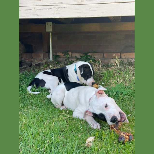 Photo of Dariah   4 Month Old Shar Pei X Staffy (Trial)