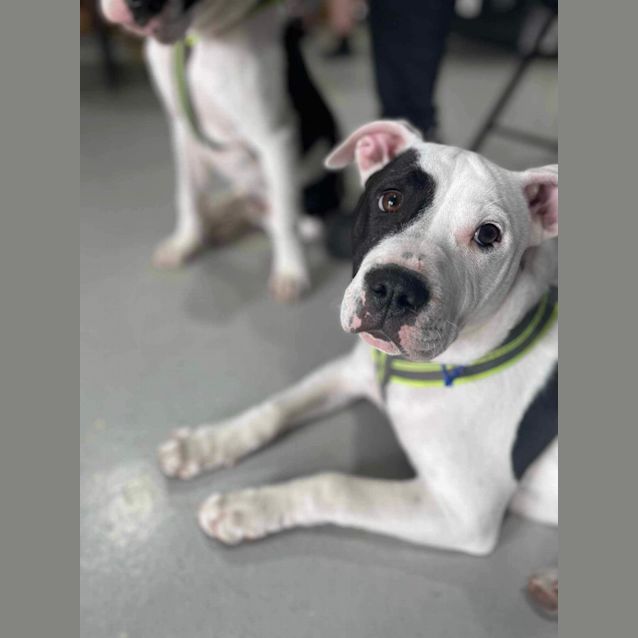 Photo of Dariah   4 Month Old Shar Pei X Staffy (Trial)