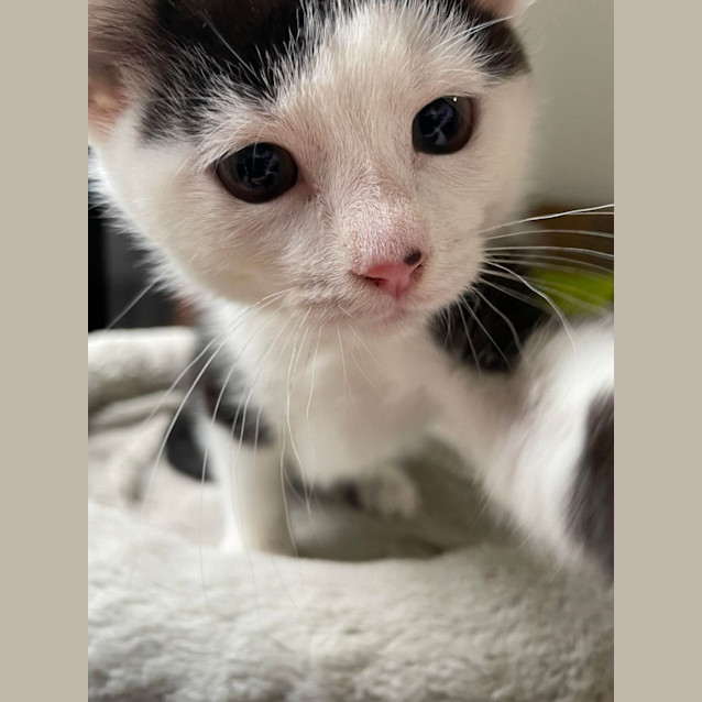 Photo of Sylvester   Located In Bentleigh East