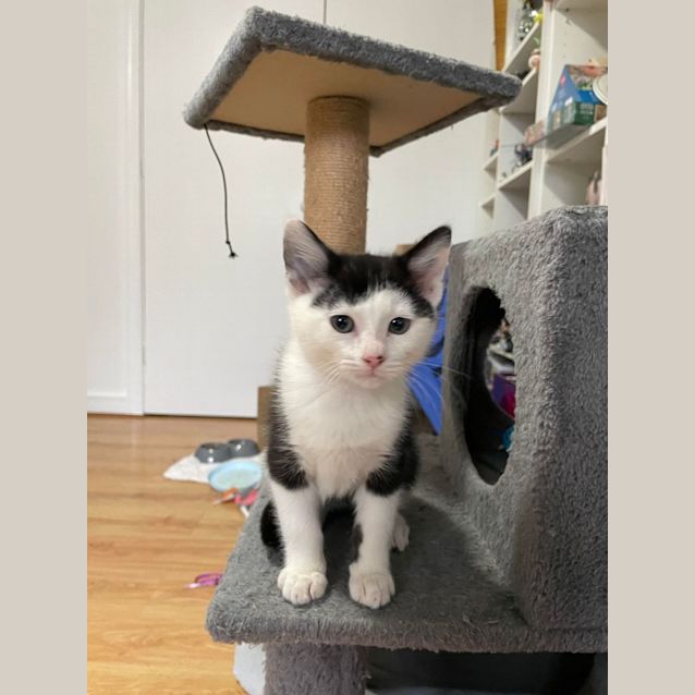 Photo of Sylvester   Located In Bentleigh East