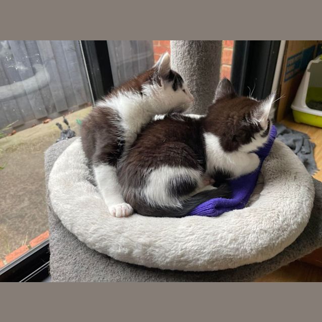 Photo of Sylvester   Located In Bentleigh East