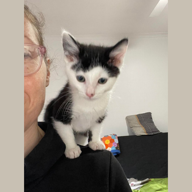 Photo of Sylvester   Located In Bentleigh East