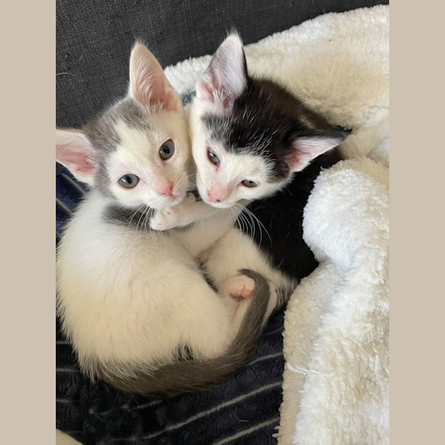 Photo of Sylvester   Located In Bentleigh East