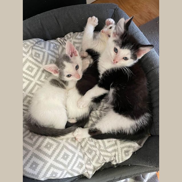 Photo of Sylvester   Located In Bentleigh East