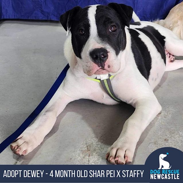 Photo of Dewey   4 Month Old Shar Pei X Staffy