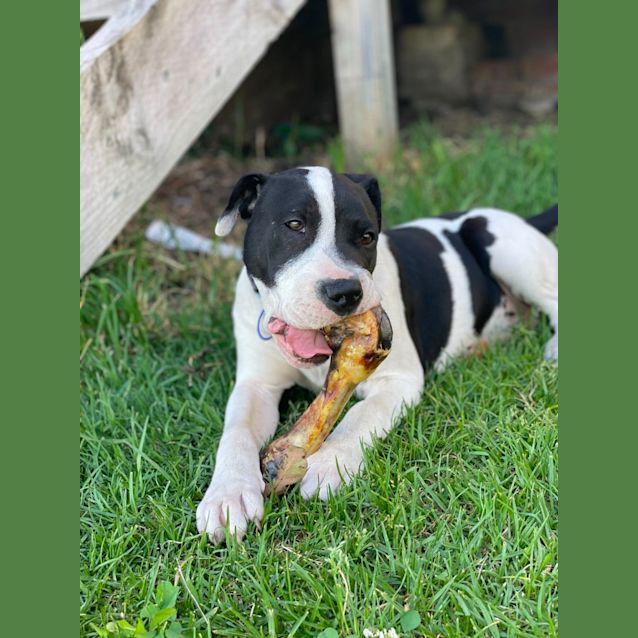 Photo of Dewey   4 Month Old Shar Pei X Staffy