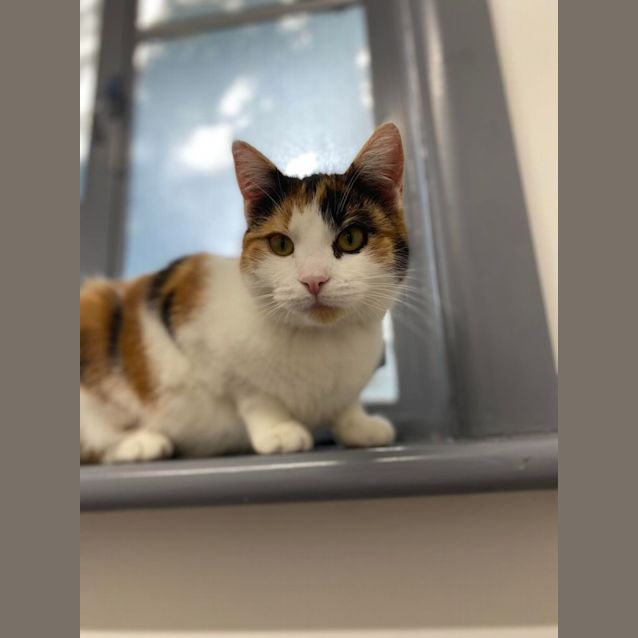 Photo of Sparrow   Located In Ashburton