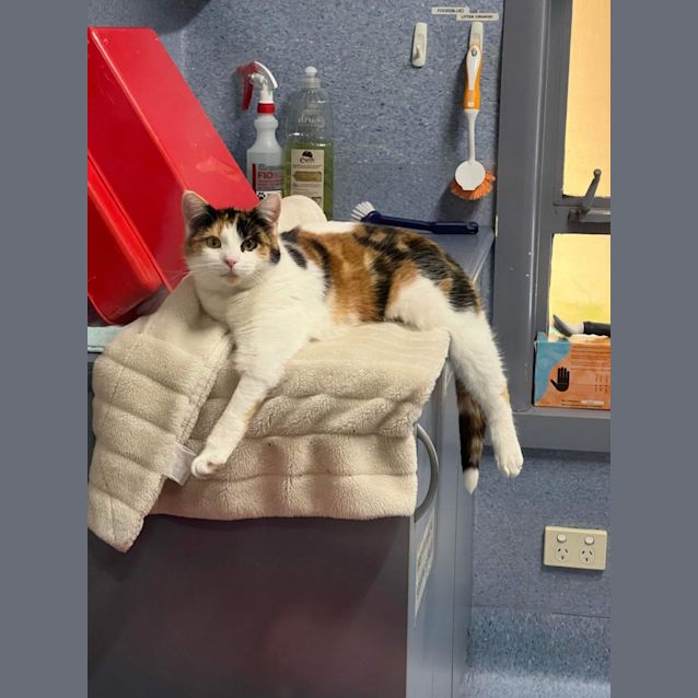 Photo of Sparrow   Located In Ashburton