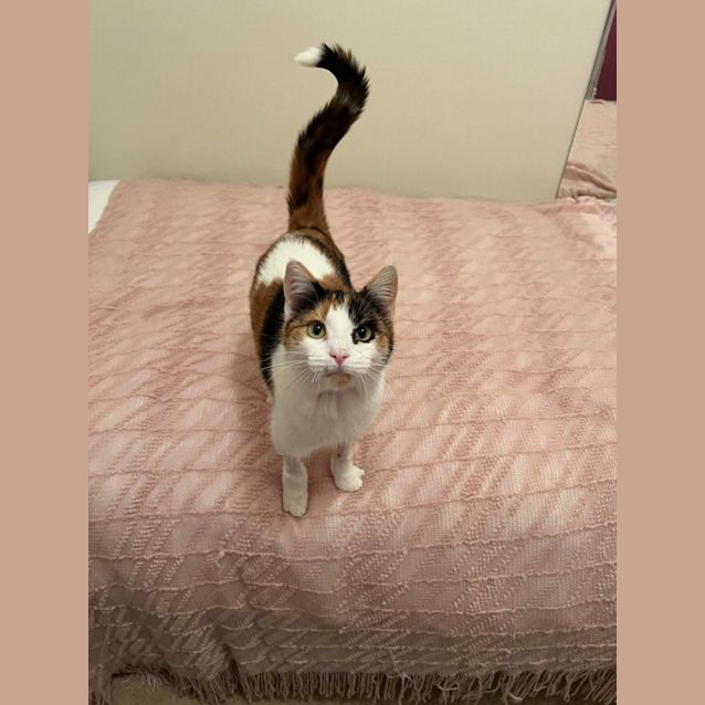 Photo of Sparrow   Located In Ashburton