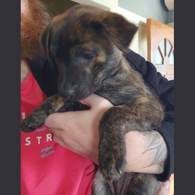 Photo of Bohdi   10 Week Old Staffy X