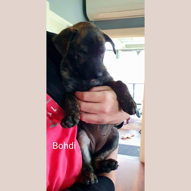 Photo of Bohdi   10 Week Old Staffy X