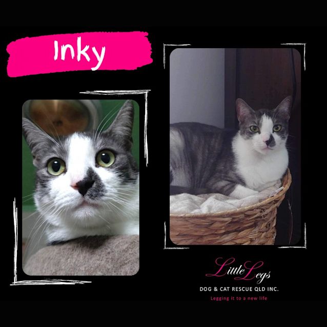 Photo of Inky