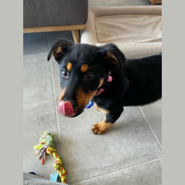 Photo of Dakota   16 Week Old Rottweiler X (Trial)