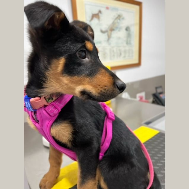 Photo of Dakota   16 Week Old Rottweiler X (Trial)