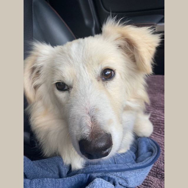 Photo of Maeve   7 Month Old Border Collie (Trial)