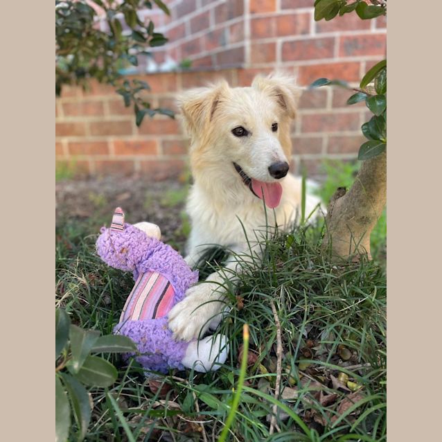 Photo of Maeve   7 Month Old Border Collie (Trial)