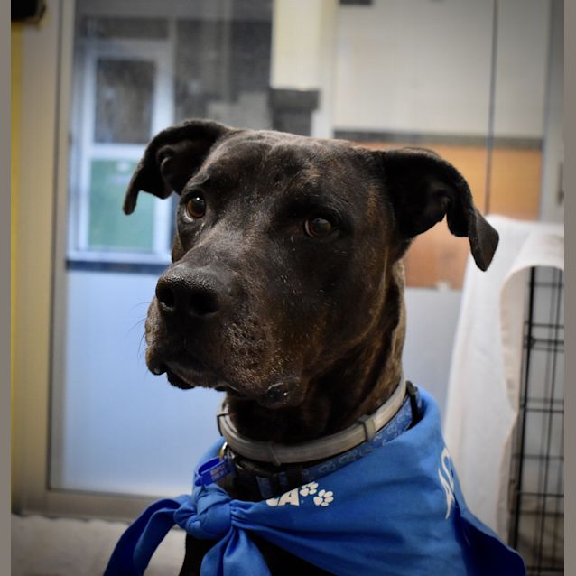 Photo of Stitch