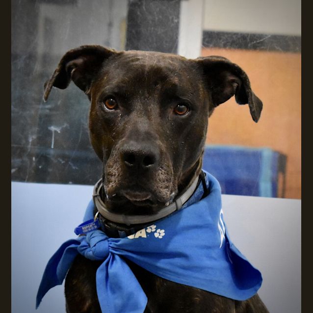 Photo of Stitch