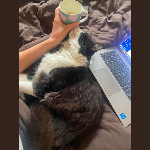 Photo of Jasper *9 Lives Project Rescue*