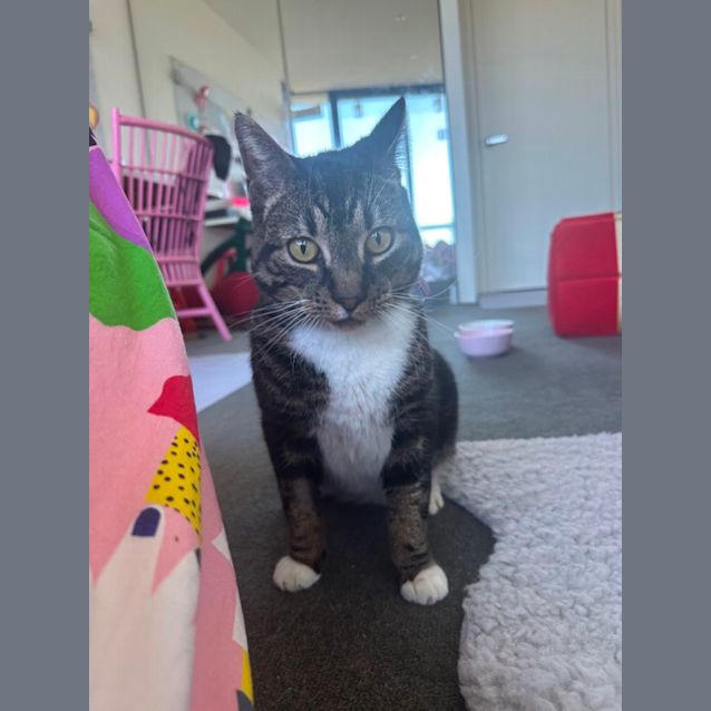 Photo of Wombat 😻🤗