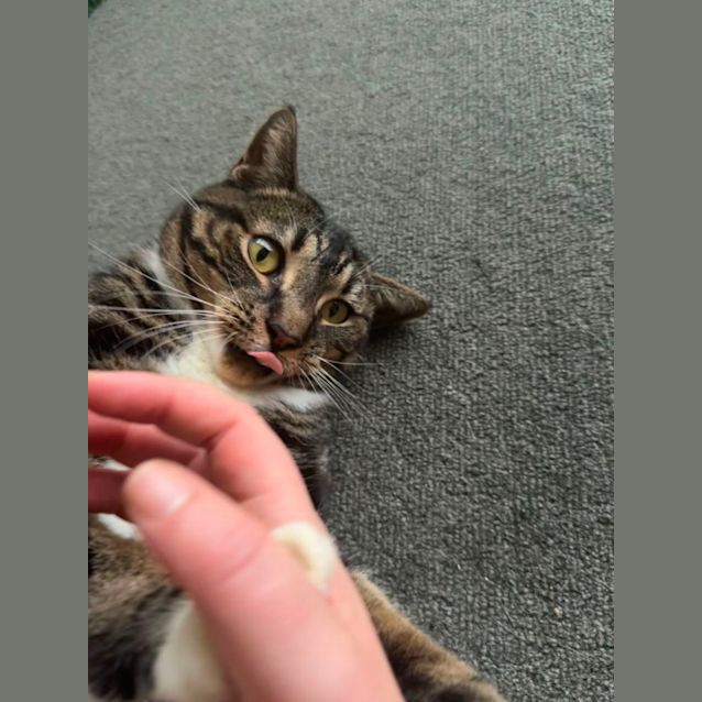 Photo of Wombat 😻🤗