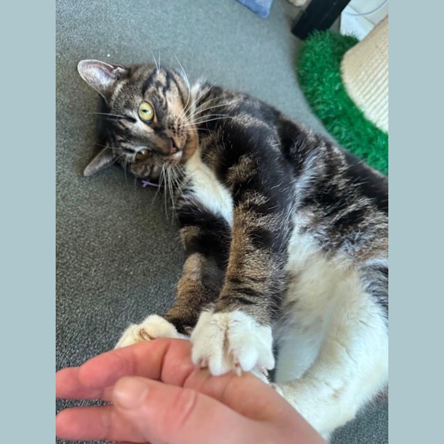 Photo of Wombat 😻🤗