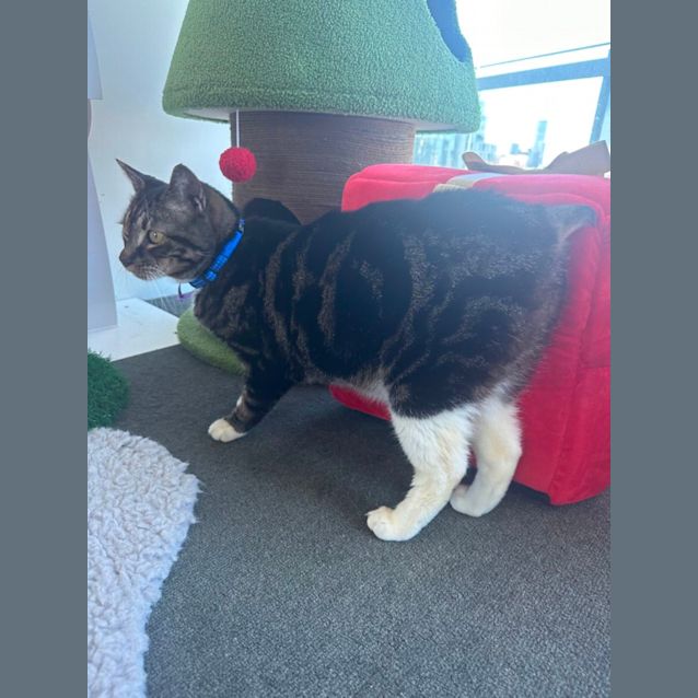 Photo of Wombat 😻🤗