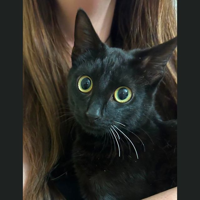 Photo of Midnight