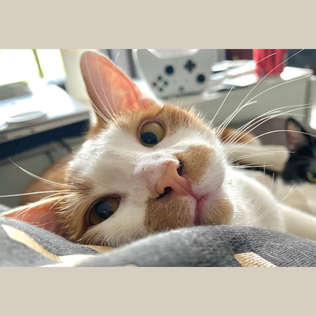 Photo of King (Bonded With Wilbur)