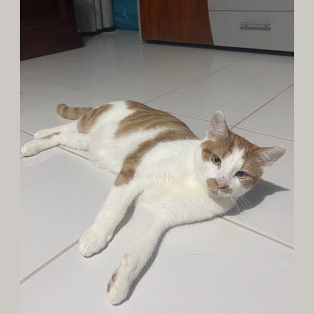 Photo of King (Bonded With Wilbur)