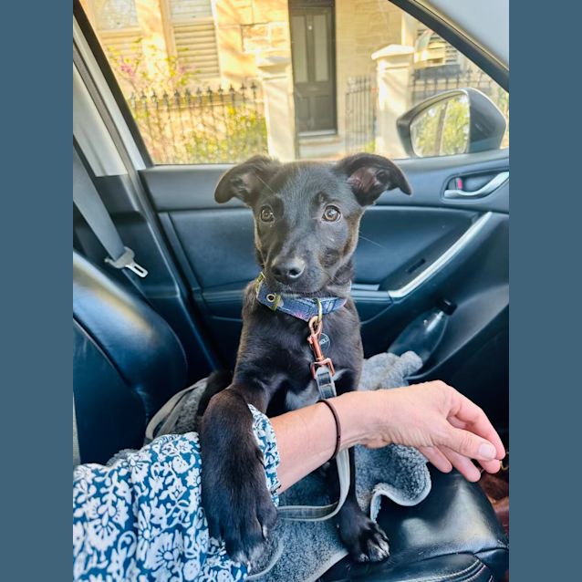 Photo of Cannoli 