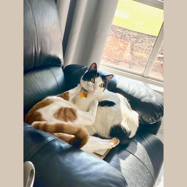 Photo of Wilbur (Bonded With King)