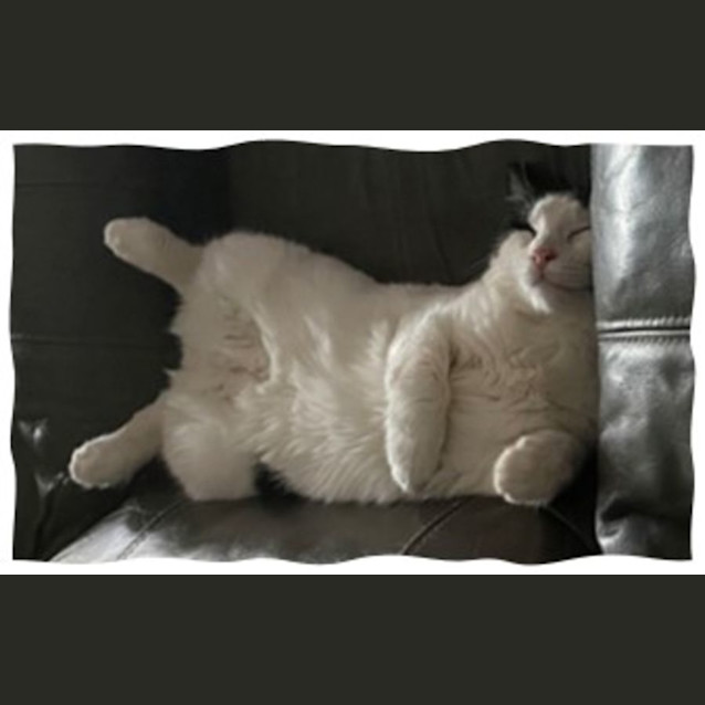 Photo of Wilbur (Bonded With King)