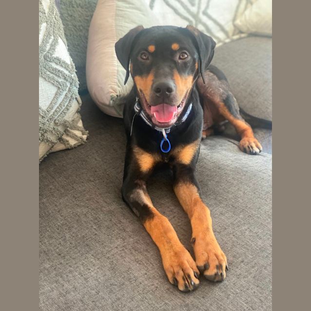 Photo of Elton   5 Month Old Kelpie X