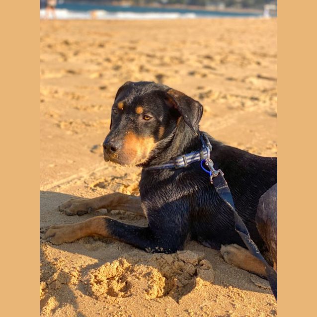 Photo of Elton   5 Month Old Kelpie X