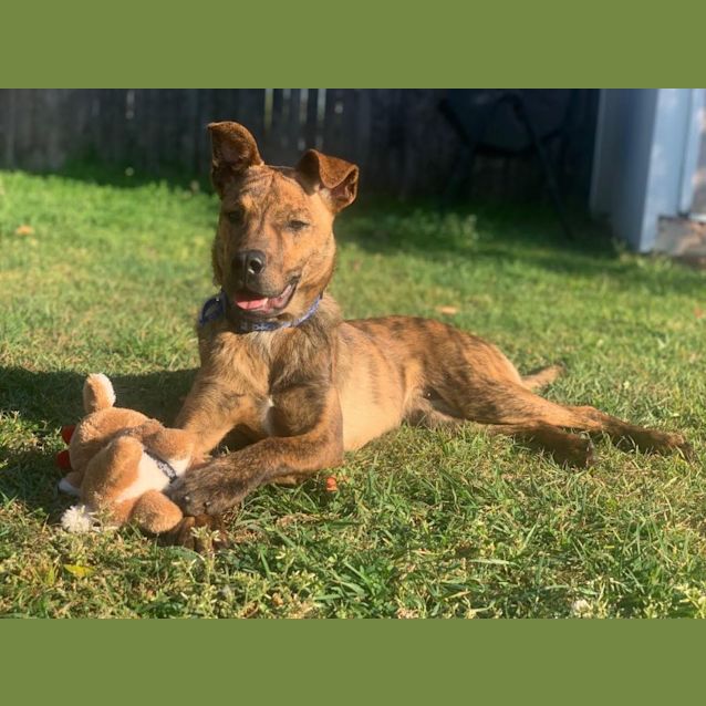 Photo of Marlo   1 Year Old Kelpie X (Trial 8/10/23)