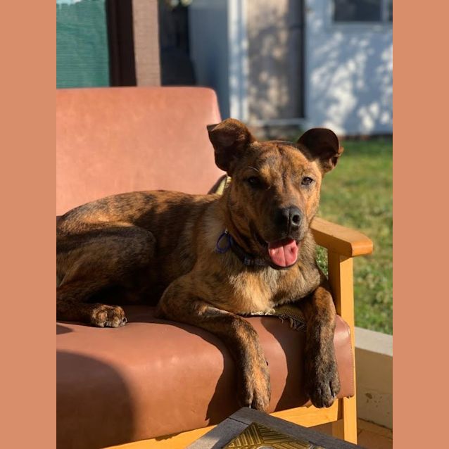 Photo of Marlo   1 Year Old Kelpie X (Trial 8/10/23)