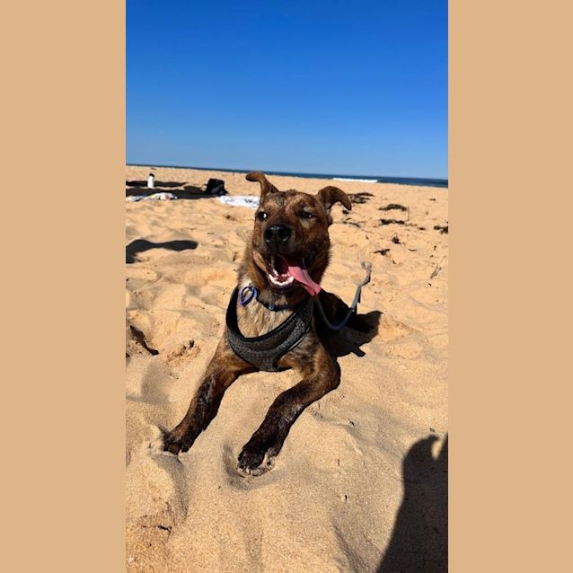 Photo of Marlo   1 Year Old Kelpie X (Trial 8/10/23)