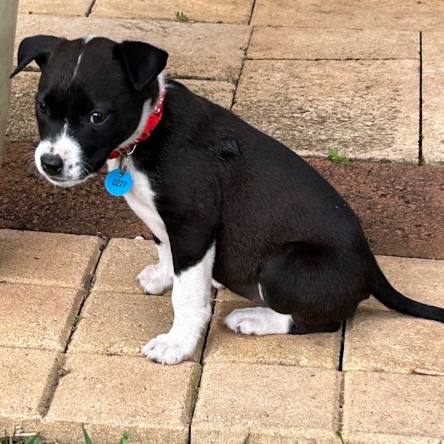Photo of Missy