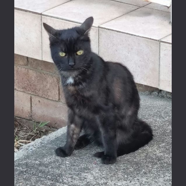 Photo of Kuro