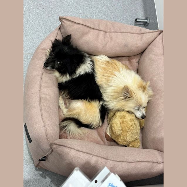 Photo of Coco And Chanel