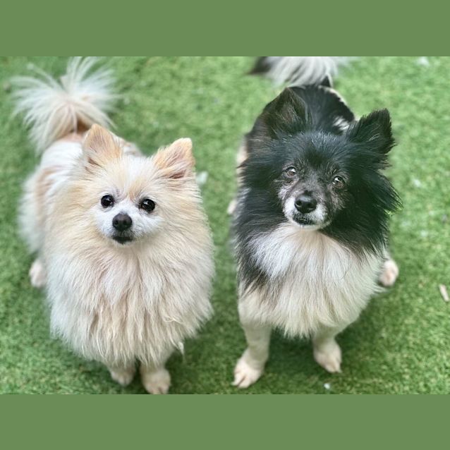 Photo of Coco And Chanel