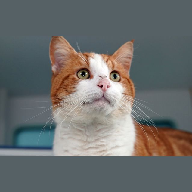 Photo of Nacho