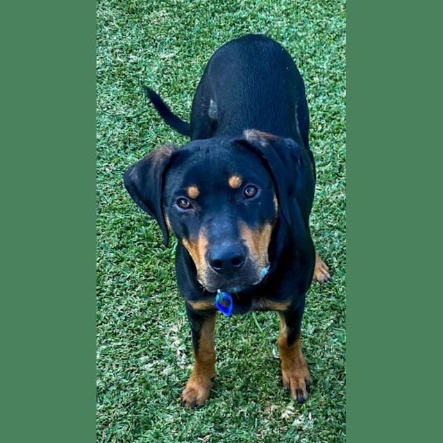 Photo of Elton   5 Month Old Kelpie X